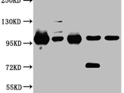STAT6 Antibody