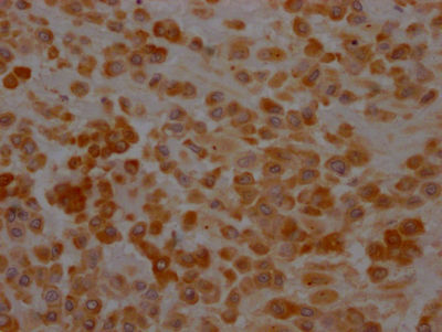 SERPINH1 Antibody