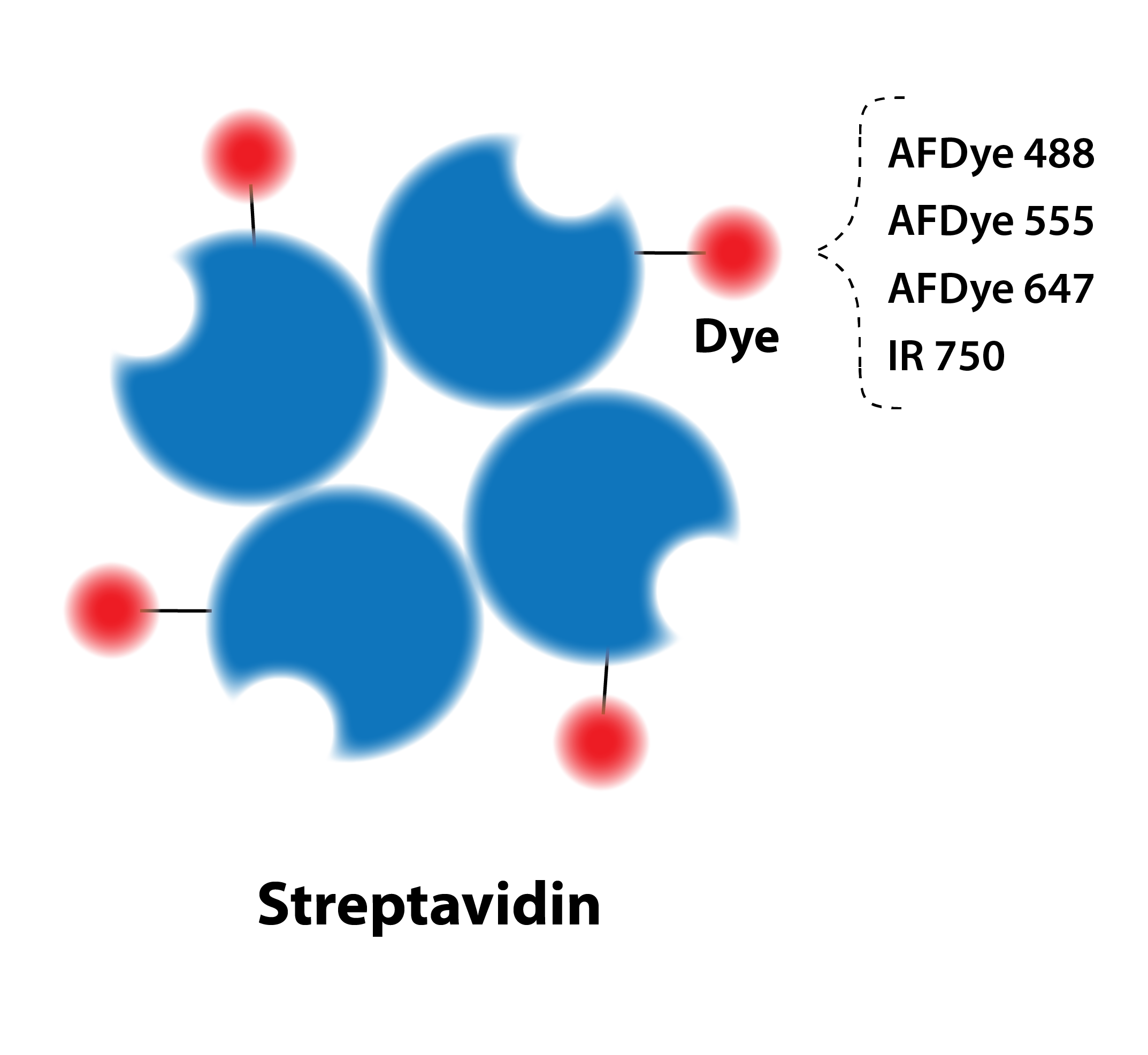 Streptavidin, Fluorescent Dye Label