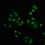Thumbnail: Phospho-PAK4/PAK5/PAK6 (S474/S560/S602) Antibody
