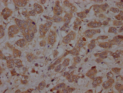 Thumbnail: CASP3 Antibody