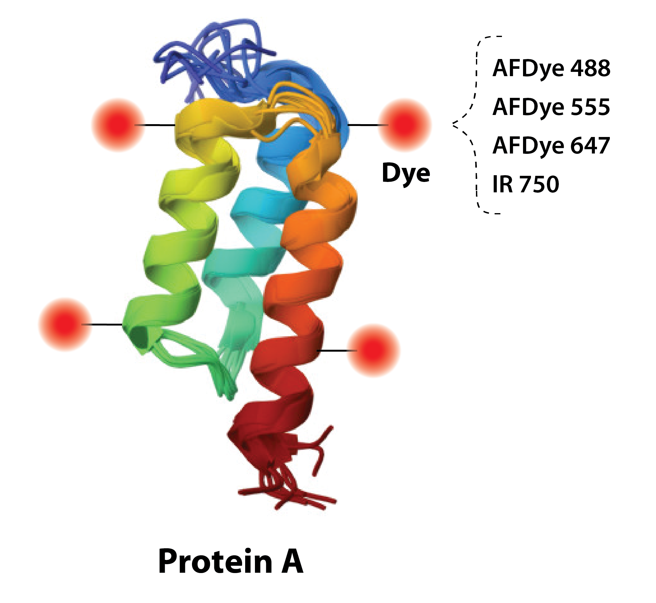 Alkali-tolerant Protein A, Fluorescent Dye Labeled