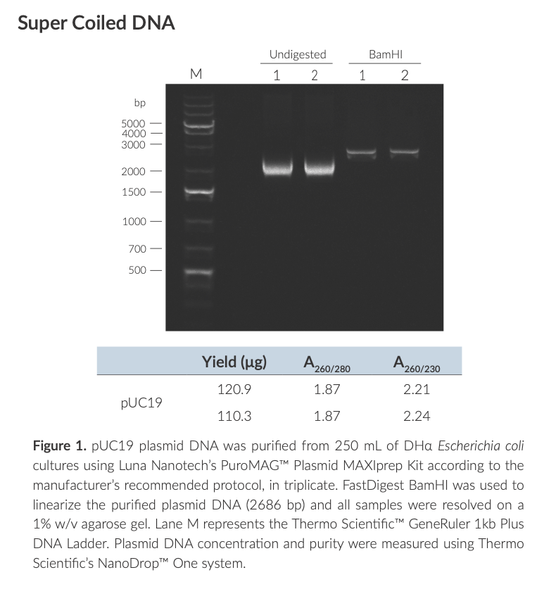 Thumbnail: PuroMAG™ Plasmid MAXIprep Kit  #NKM113-10, #NKM113-30
