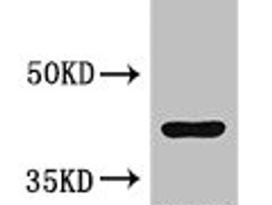 TIMD4 Antibody