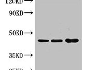 CASP4 Antibody