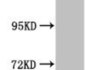 SIN3A Antibody