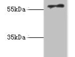 RAD18 Antibody