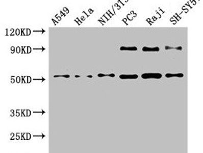 BECN1 Antibody