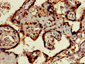 Thumbnail: SIGLEC7 Antibody