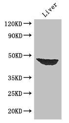 AFF4 Antibody