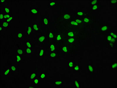 Thumbnail: Histone H3.3 Antibody