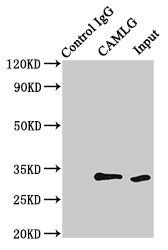Thumbnail: CAMLG Antibody