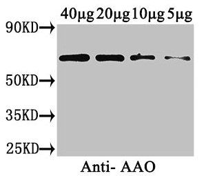 AAO Antibody