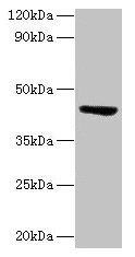 ST3GAL3 Antibody