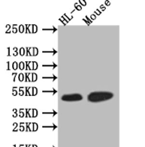 HNF4A Recombinant Monoclonal Antibody