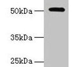 NR1H3 Antibody