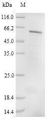 Recombinant Human Protein cereblon (CRBN)
