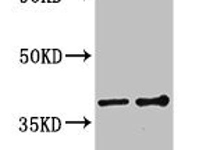GNB1 Antibody