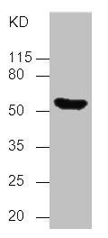 Thumbnail: TP53 Monoclonal Antibody
