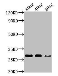 nef Antibody