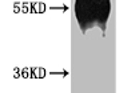 CD46 Antibody
