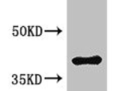 HMBS Antibody