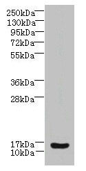 ZNRD1 Antibody