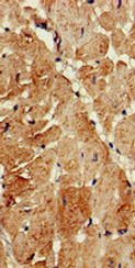 ATG13 Antibody