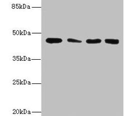 CBWD2 Antibody