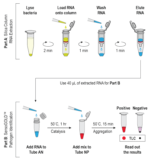 SensoGOLD™ Pathogen Identification Kit Universal Bacterial Pattern Luna Nanotech Canada