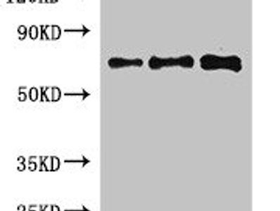 FXR1 Antibody