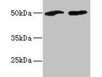SPZ1 Antibody