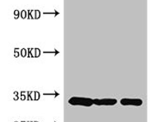 CCND2 Antibody
