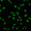 Thumbnail: Phospho-CREB1 (S133) Antibody