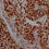 Thumbnail: ILF3 Antibody