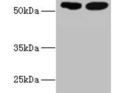 SVOPL Antibody