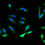 Thumbnail: NCF1 Antibody