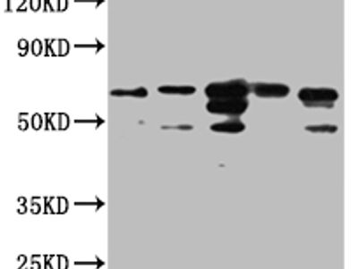 FAAH Antibody