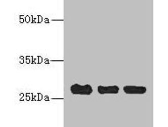 C10orf82 Antibody