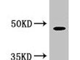 PEPD Antibody
