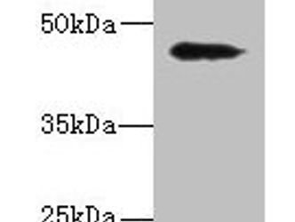 RBMS2 Antibody