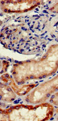 FGG Antibody