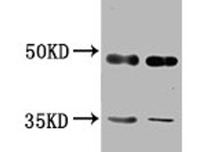 TES Antibody