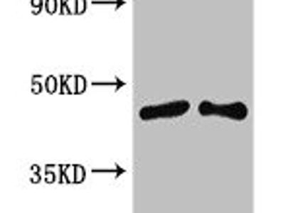 SIRT3 Antibody
