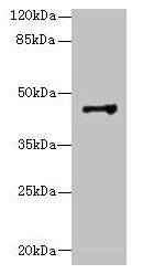 DSCC1 Antibody