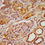 Thumbnail: PNPO Antibody