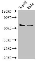 CDT1 Antibody