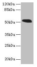 MIEF1 Antibody