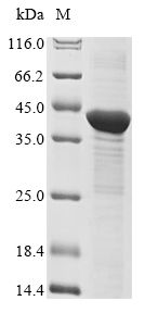 Recombinant Mouse Three-prime repair exonuclease 1 (Trex1)