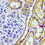 Thumbnail: PTGR2 Antibody